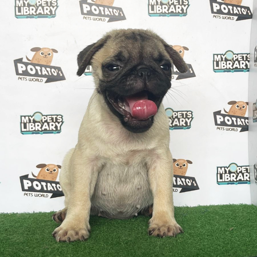 Pug Puppy (Male) For Sale