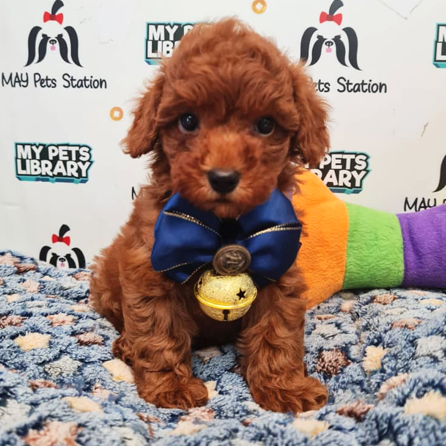 Toy Poodle Puppy (Female) For Sale