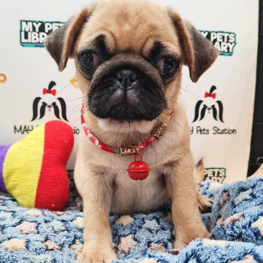 Pug Puppy (Female) For Sale