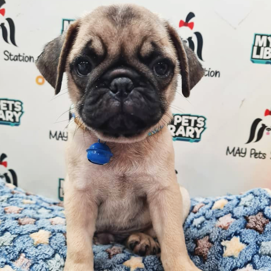Pug Puppy (Male) For Sale