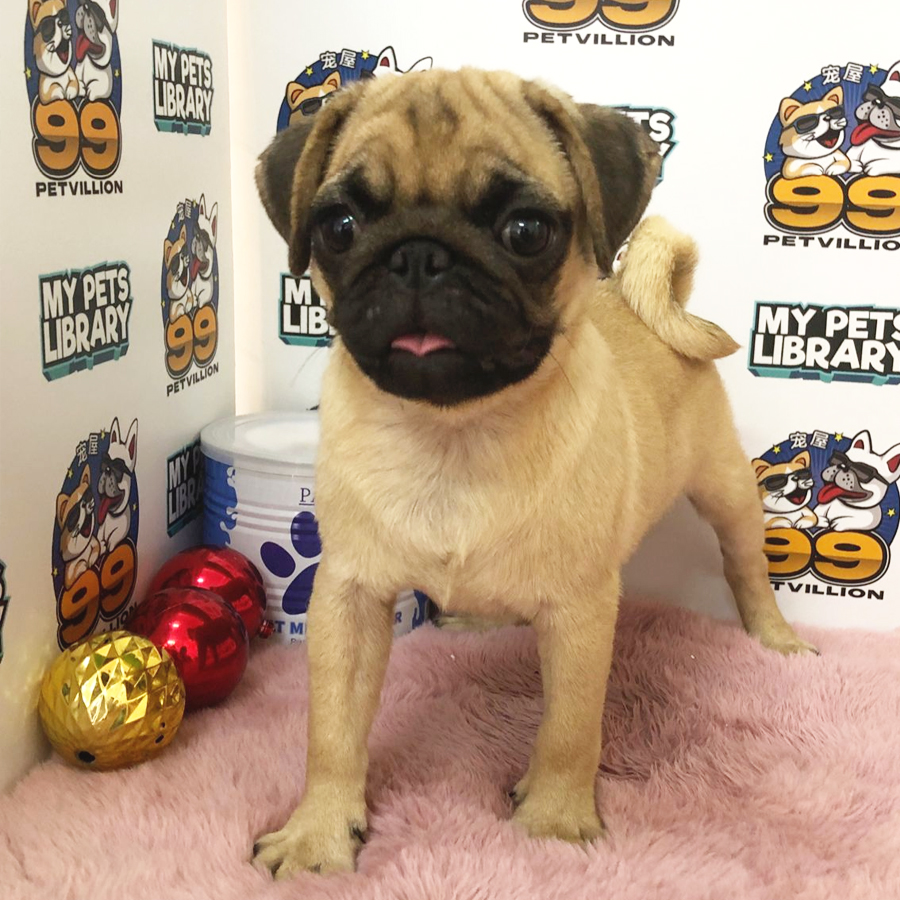 Pug Puppy (Female) For Sale