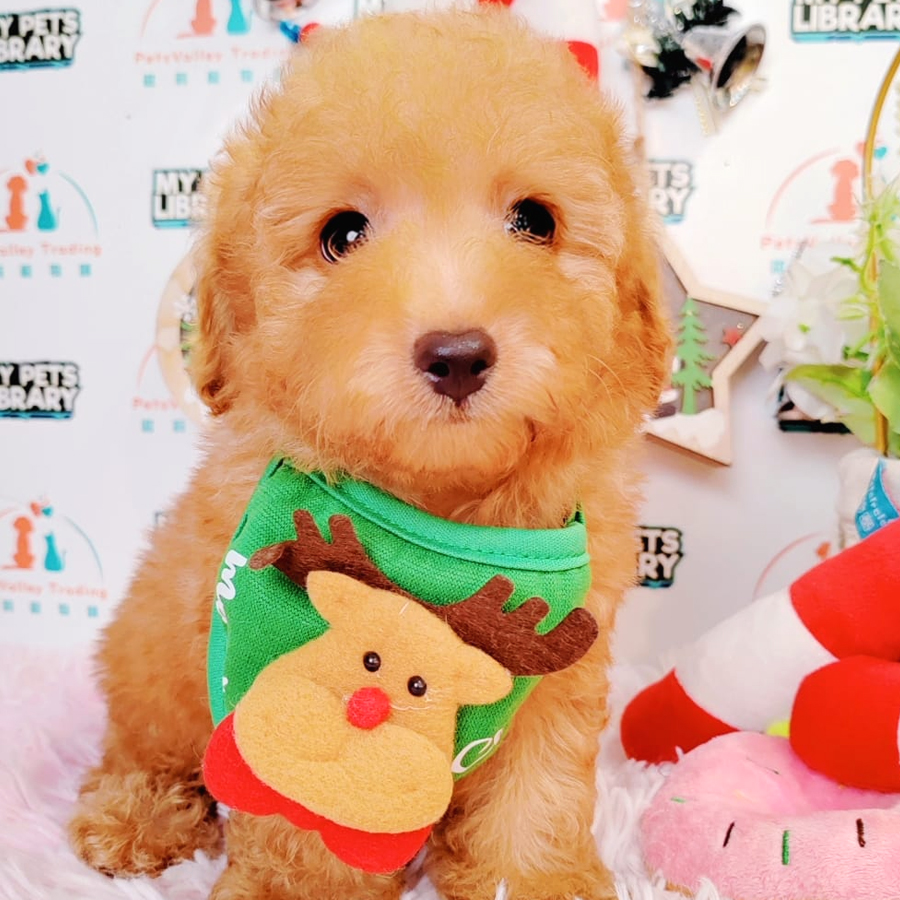 Toy Poodle Puppy (Male) For Sale