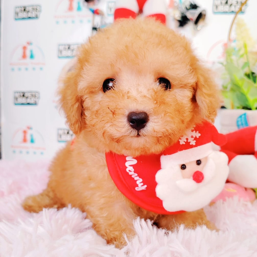 Toy Poodle Puppy (Male) For Sale