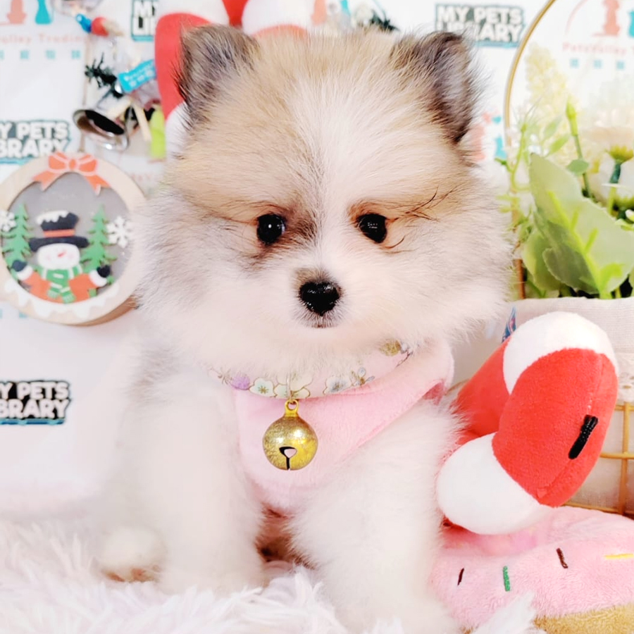 Pomeranian Puppy (Male) For Sale
