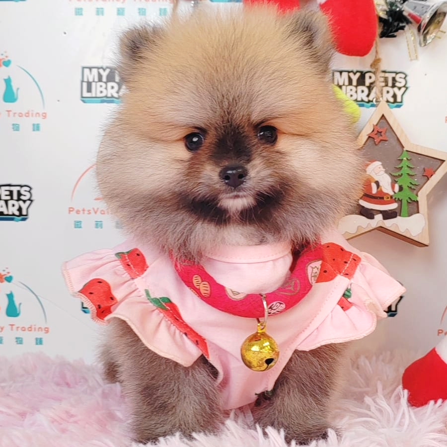 Pomeranian Puppy (Male) For Sale