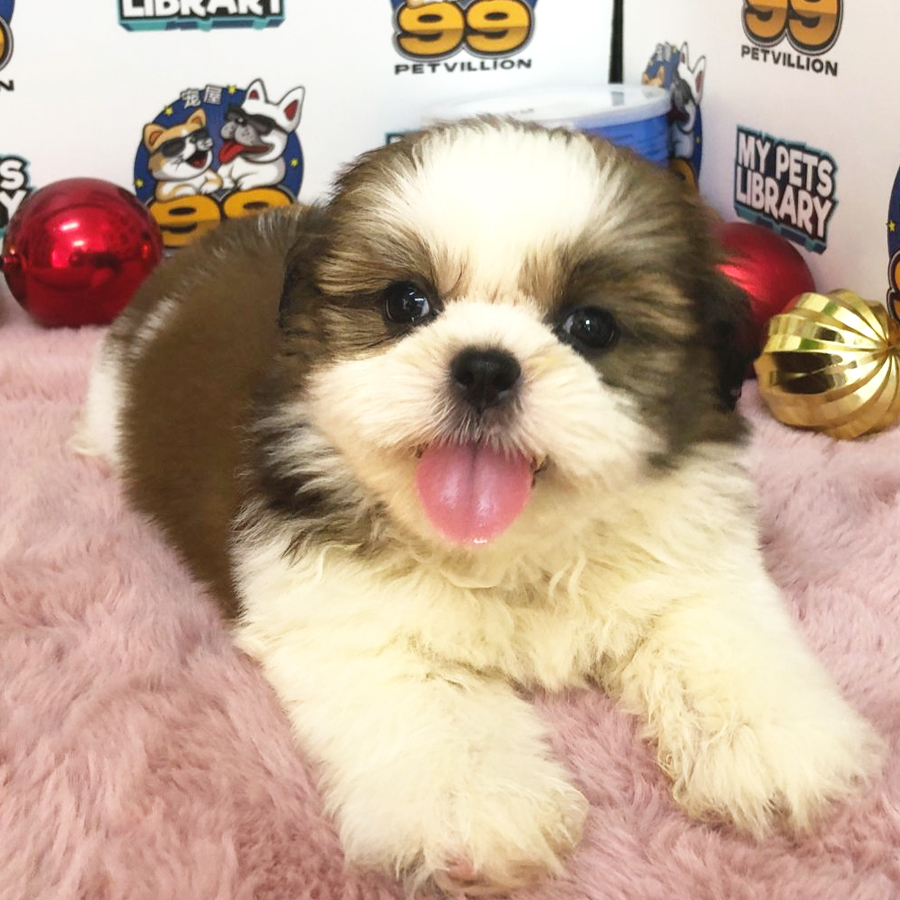 Shih Tzu Puppy (Female) For Sale