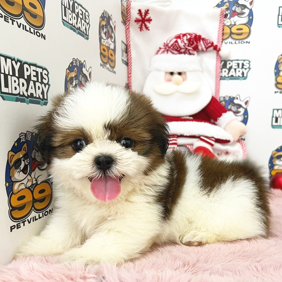 Shih Tzu Puppy (Male) For Sale