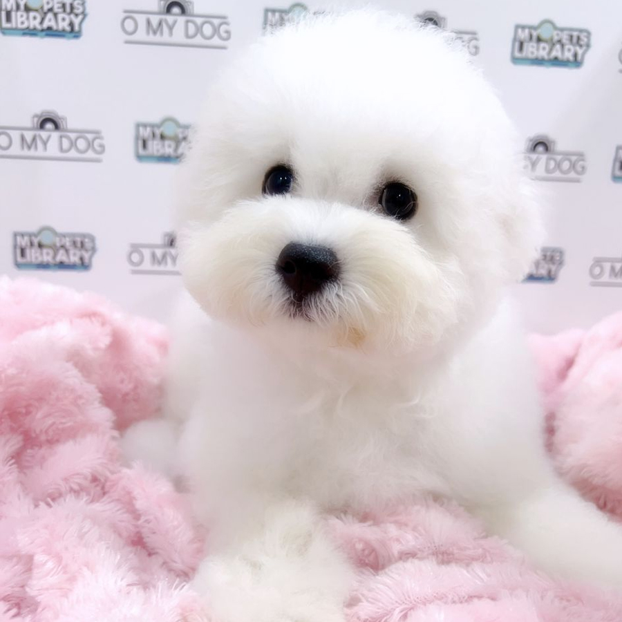 MKA Bichon Frise Puppy (Male) For Sale