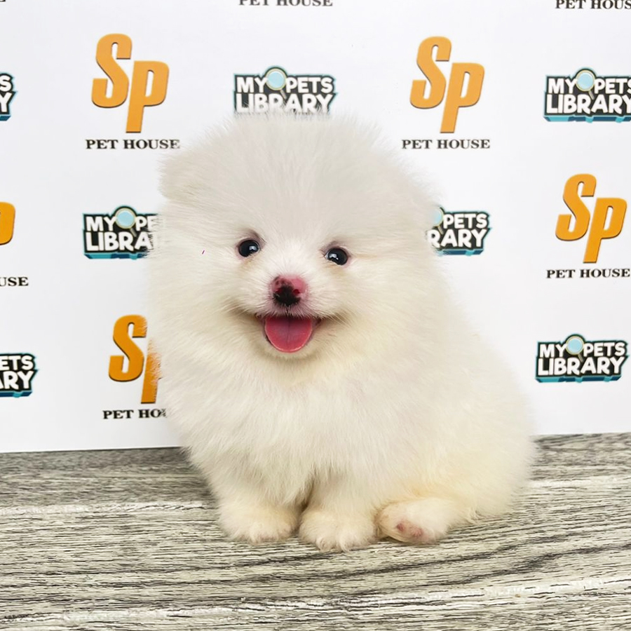 Tiny Pomeranian Puppy (Male) For Sale