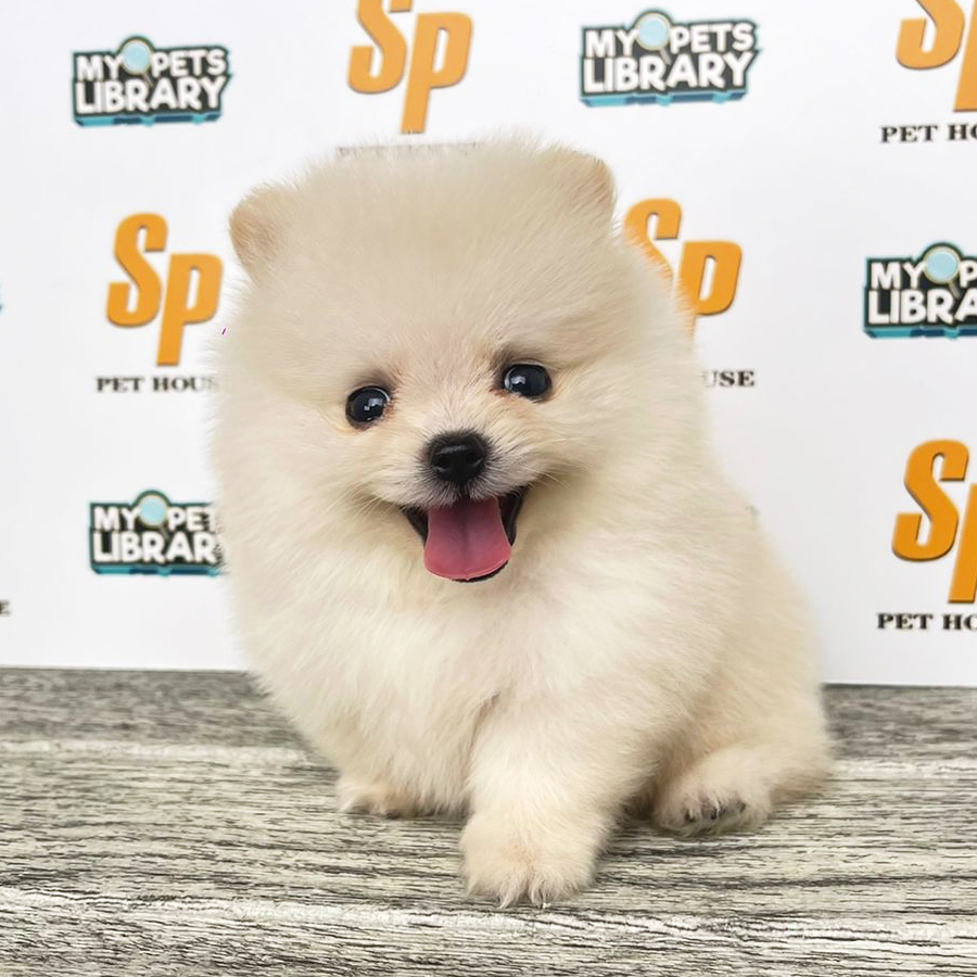 Tiny Pomeranian Puppy (Male) For Sale