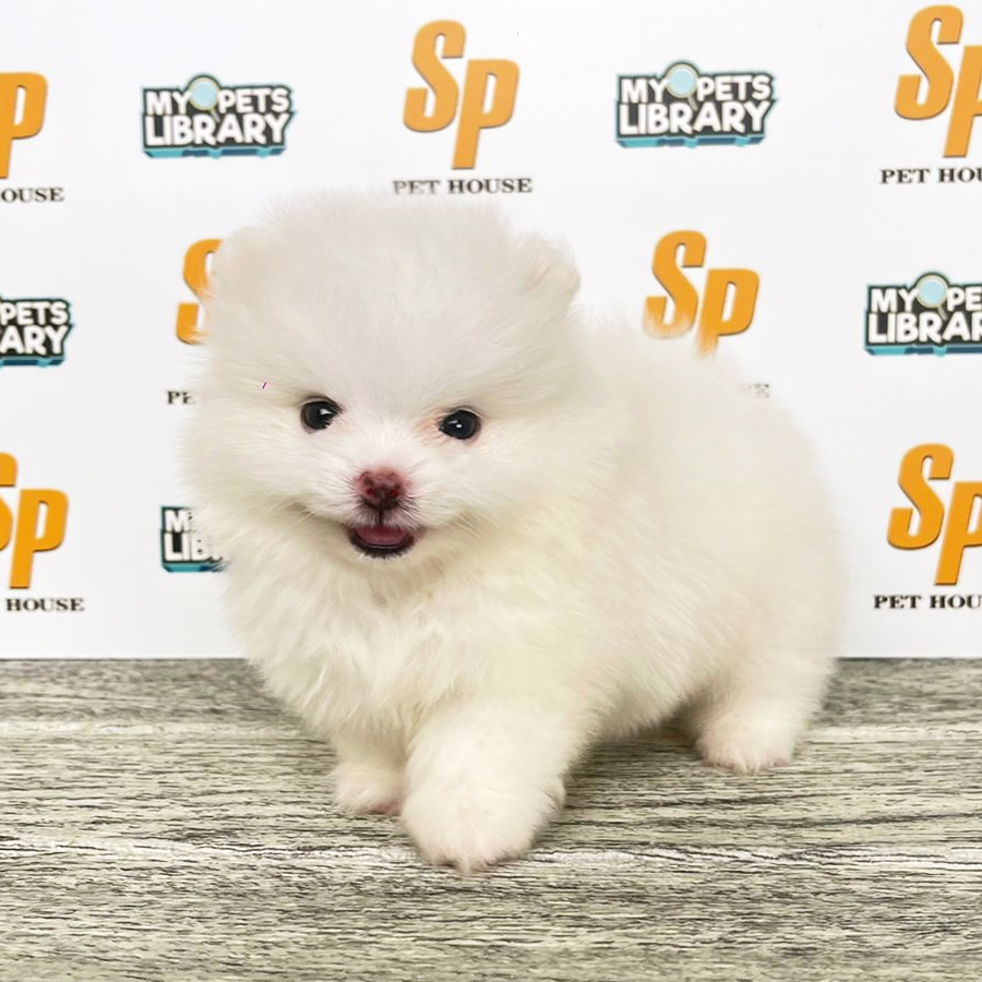 Tiny Pomeranian Puppy (Female) For Sale