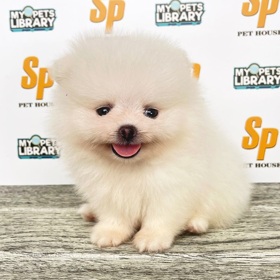 Tiny Pomeranian Puppy (Male) For Sale