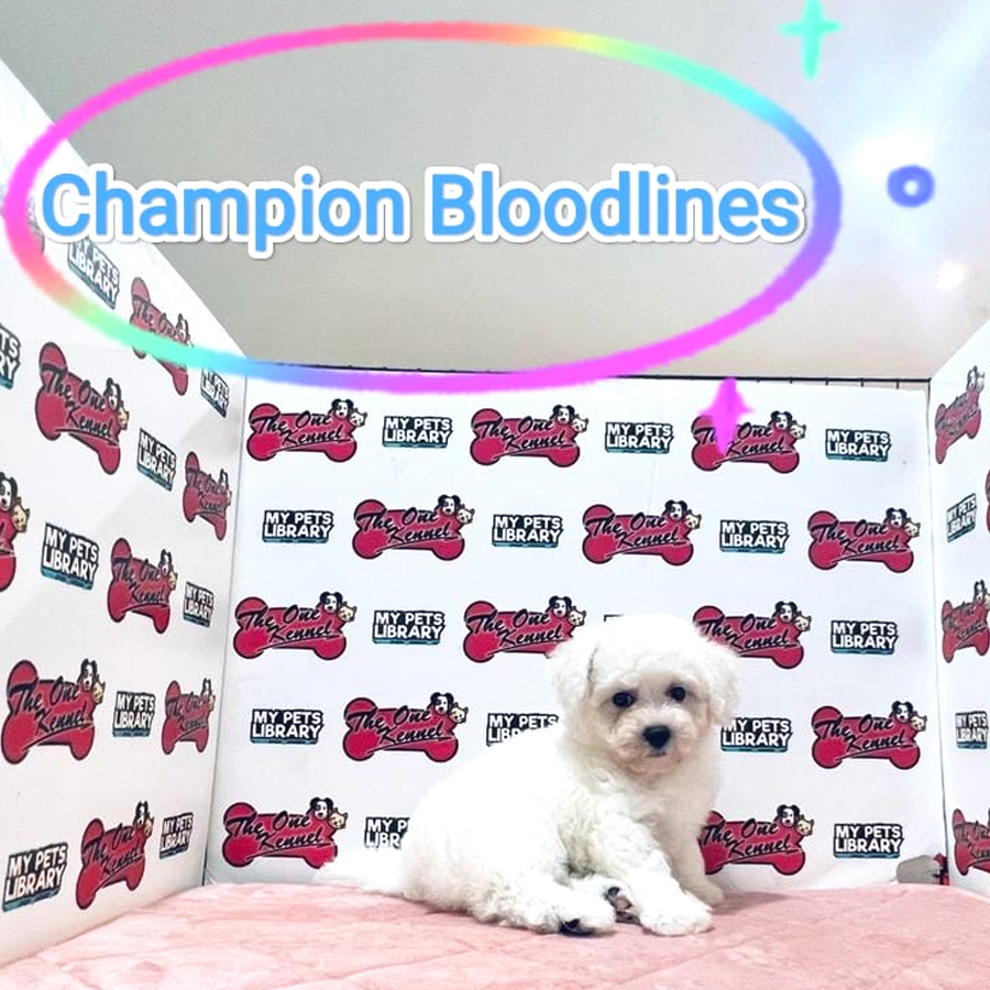 Bichon Frise Puppy (Male) For Sale