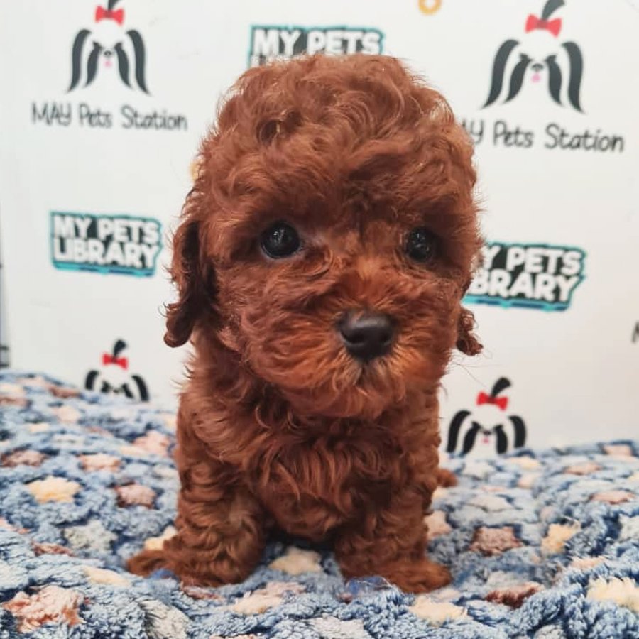 Toy Poodle Puppy (Male) For Sale