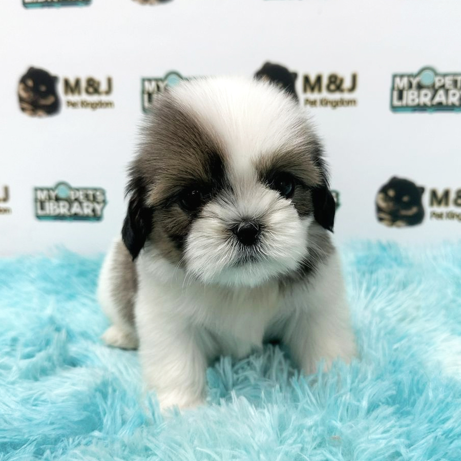 Shih Tzu Puppy (Male) For Sale