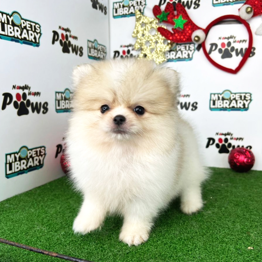 Pomeranian Puppy (Male) For Sale