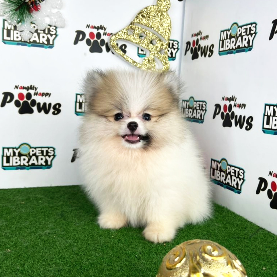 Pomeranian Puppy (Male) For Sale