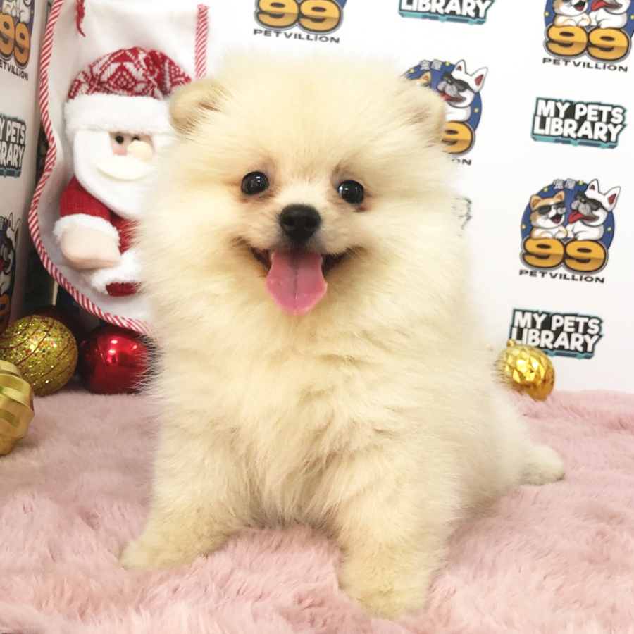 Pomeranian Puppy (Female) For Sale