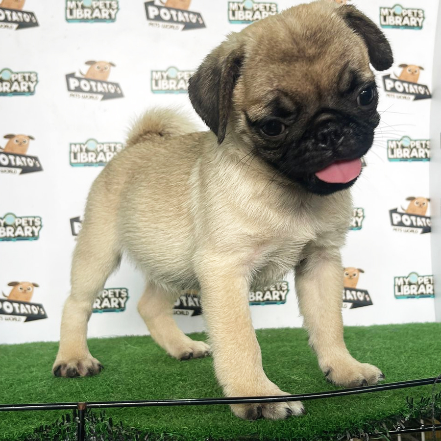 Pug Puppy (Female) For Sale