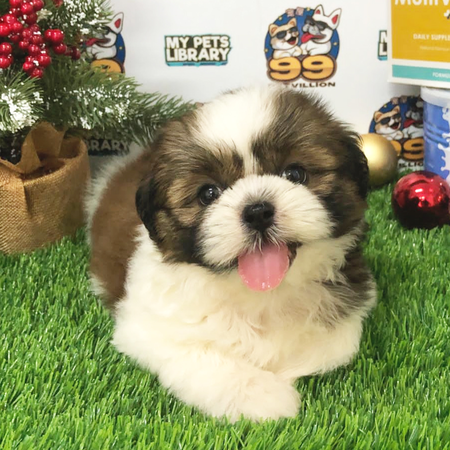 Shih Tzu Puppy (Female) For Sale
