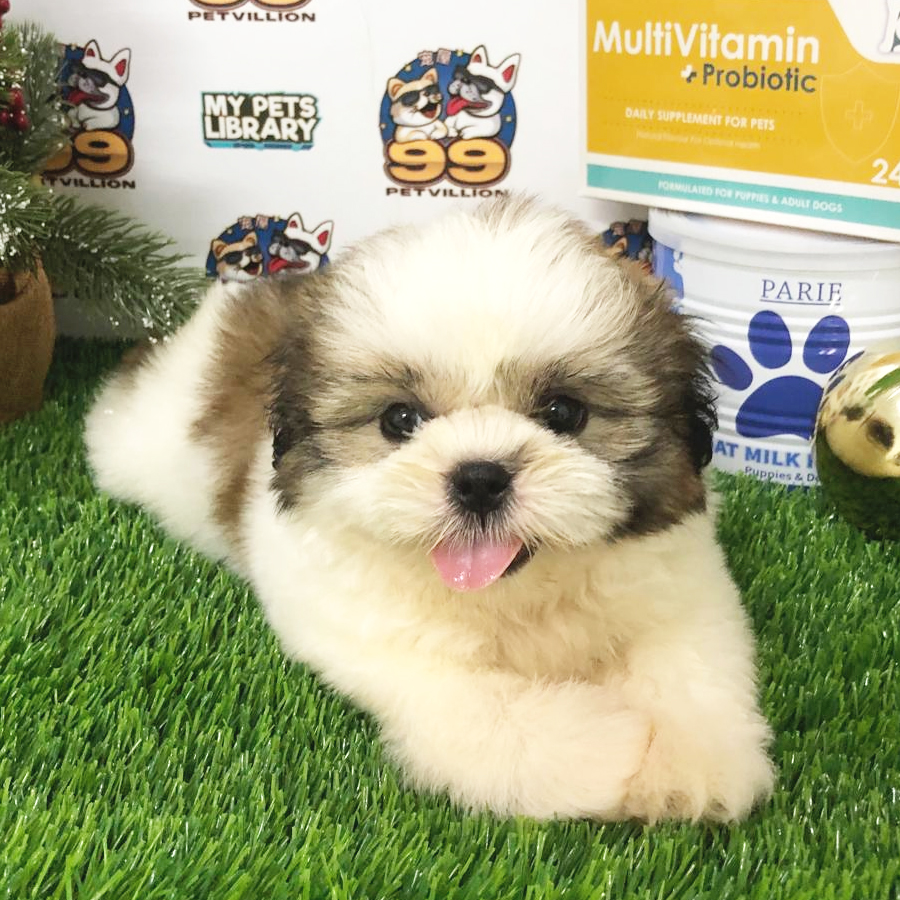 Shih Tzu Puppy (Male) For Sale