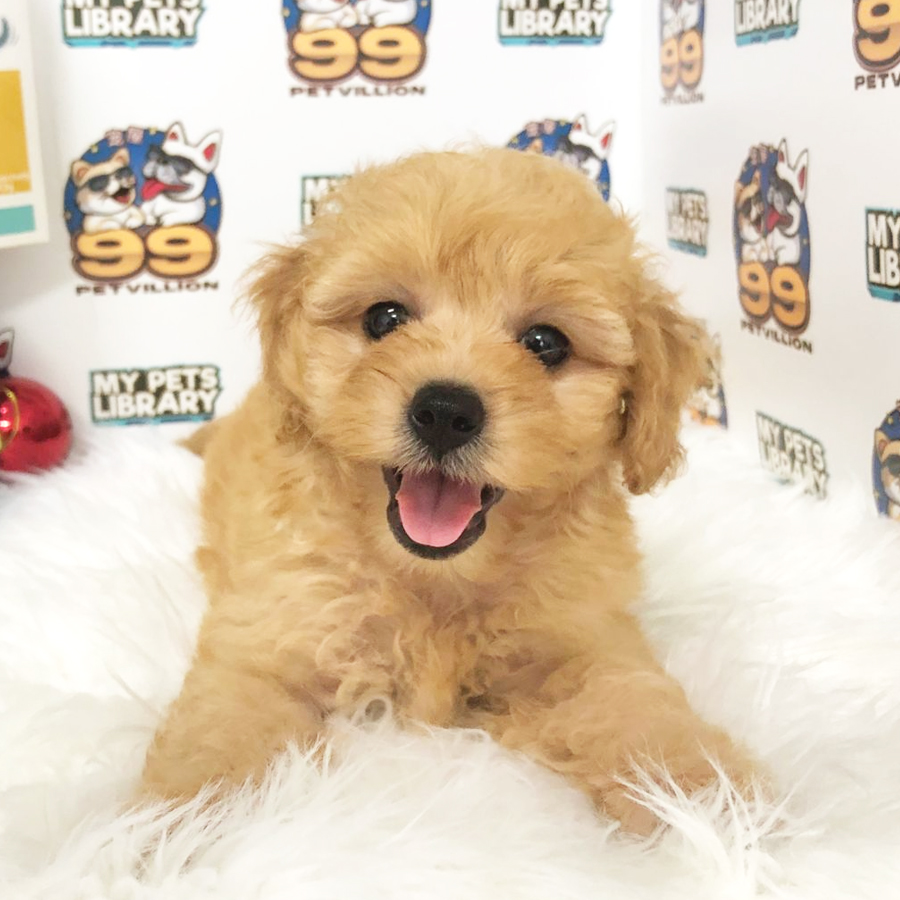 Maltipoo Puppy (Female) For Sale