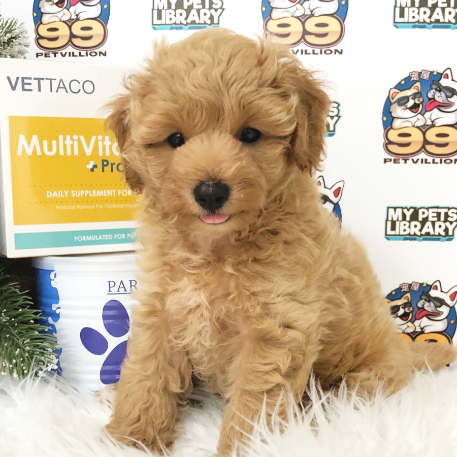 Maltipoo Puppy (Male) For Sale