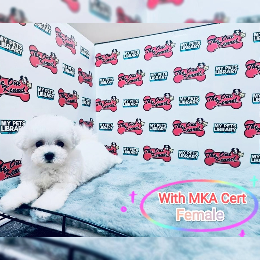 MKA Bichon Frise Puppy (Female) For Sale