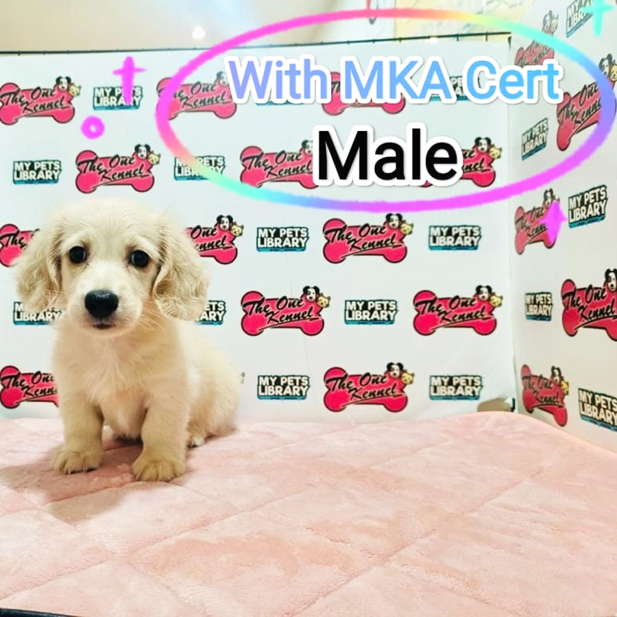 MKA Miniature Dachshund Puppy (Male) For Sale