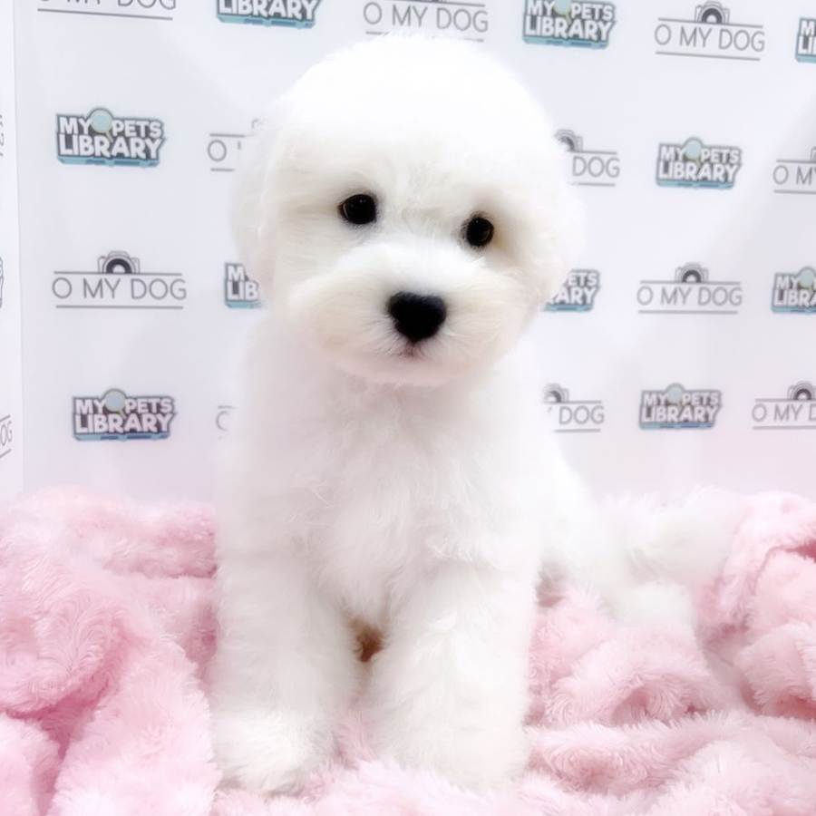 Bichon Frise Puppy (Male) For Sale