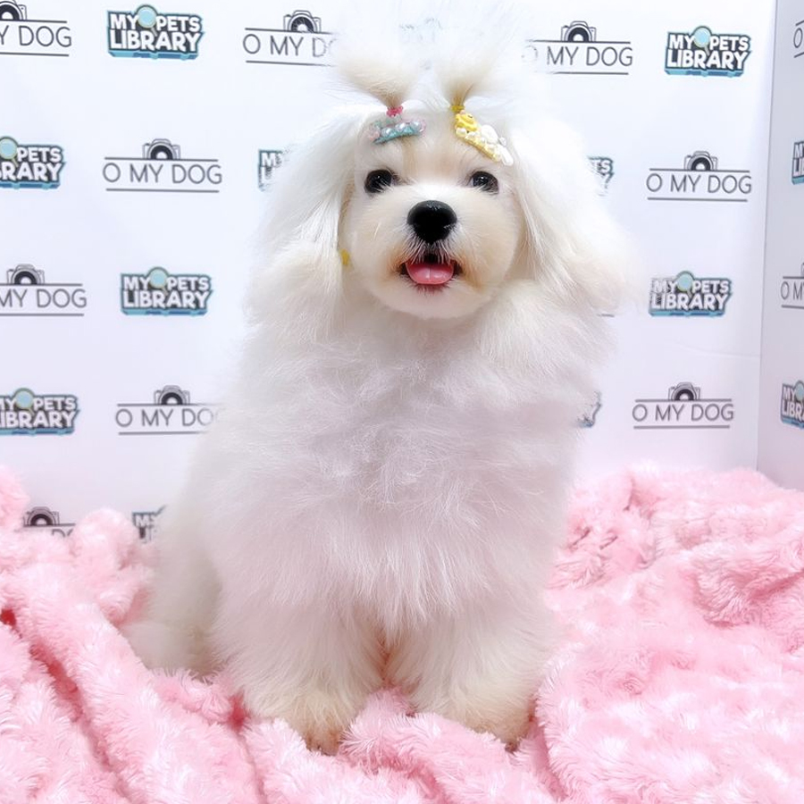 Tiny Maltese Puppy (Female) For Sale