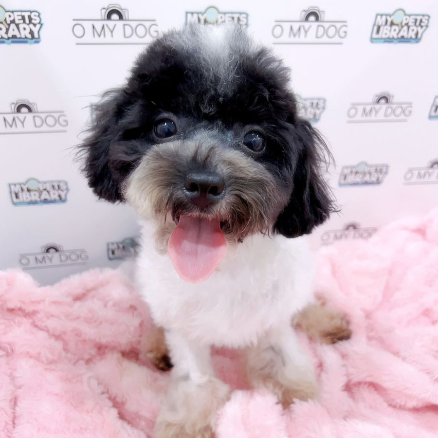 Tiny Poodle Puppy (Male) For Sale