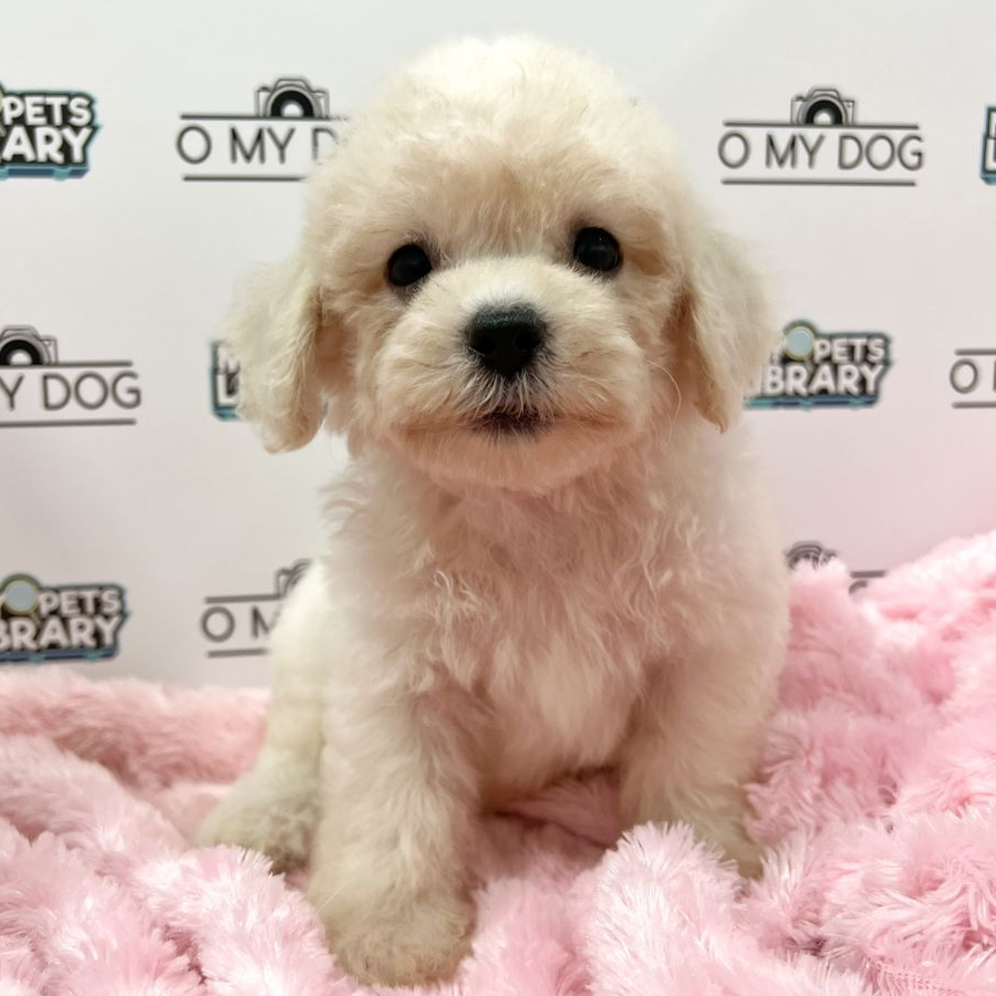 Toy Poodle Puppy (Male) For Sale