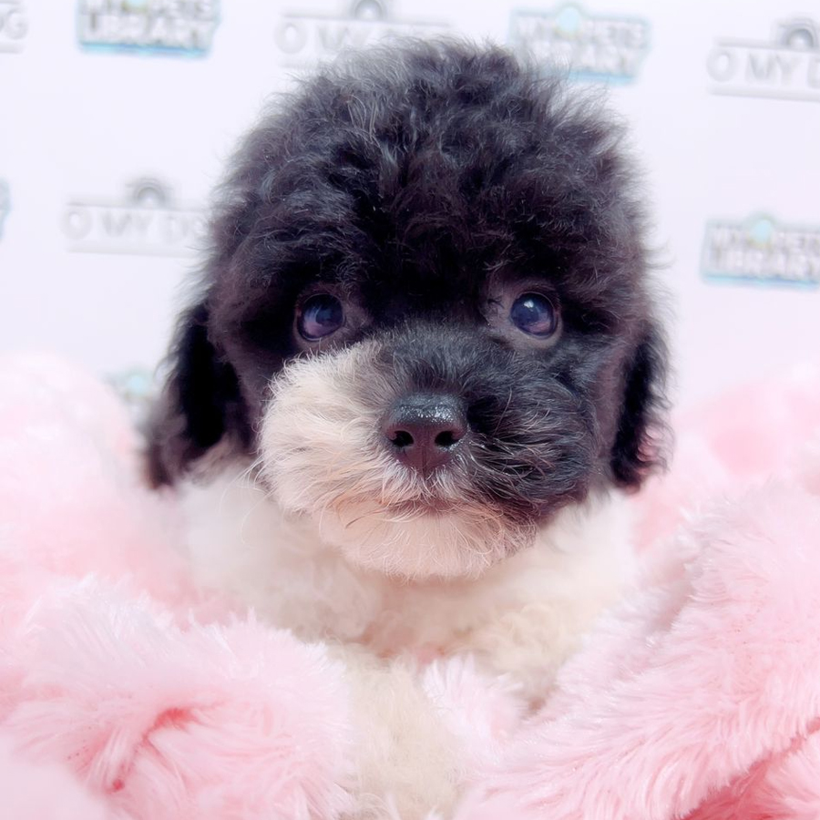 Toy Poodle Puppy (Female) For Sale