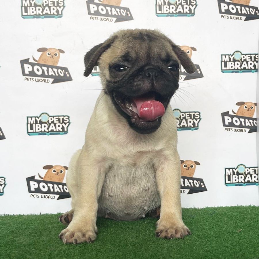Pug Puppy (Female) For Sale