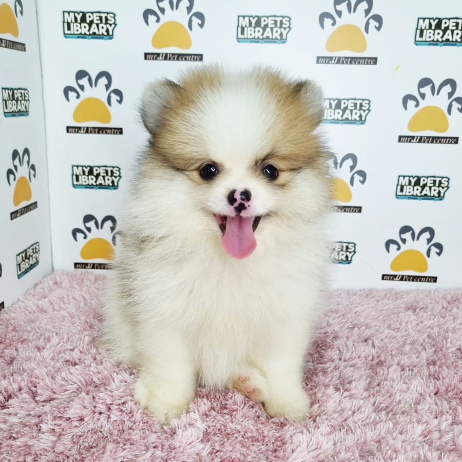 Pomeranian Puppy (Female) For Sale