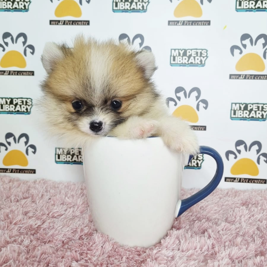 Pomeranian Puppy (Female) For Sale