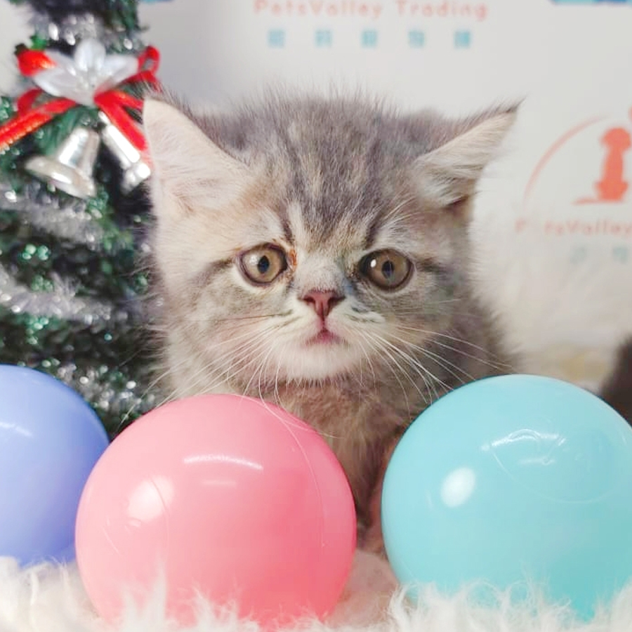 British Shorthair mix Persian Kitten (Male) For Sale