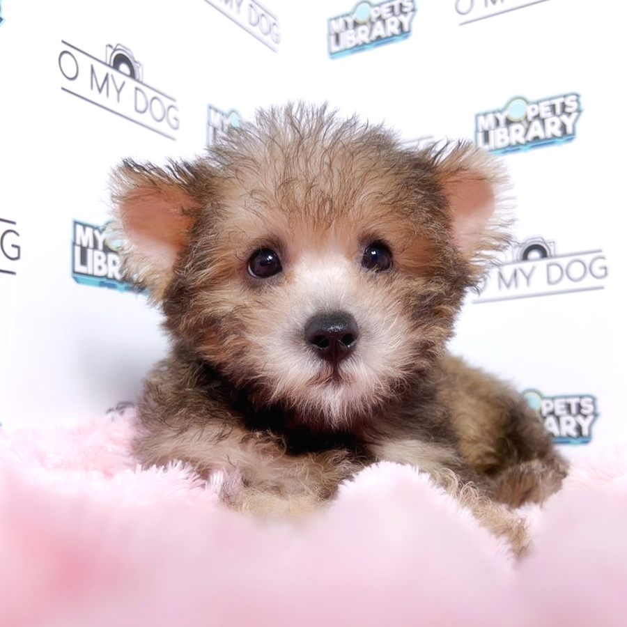Silky Terrier mix Poodle Puppy (Male) For Sale