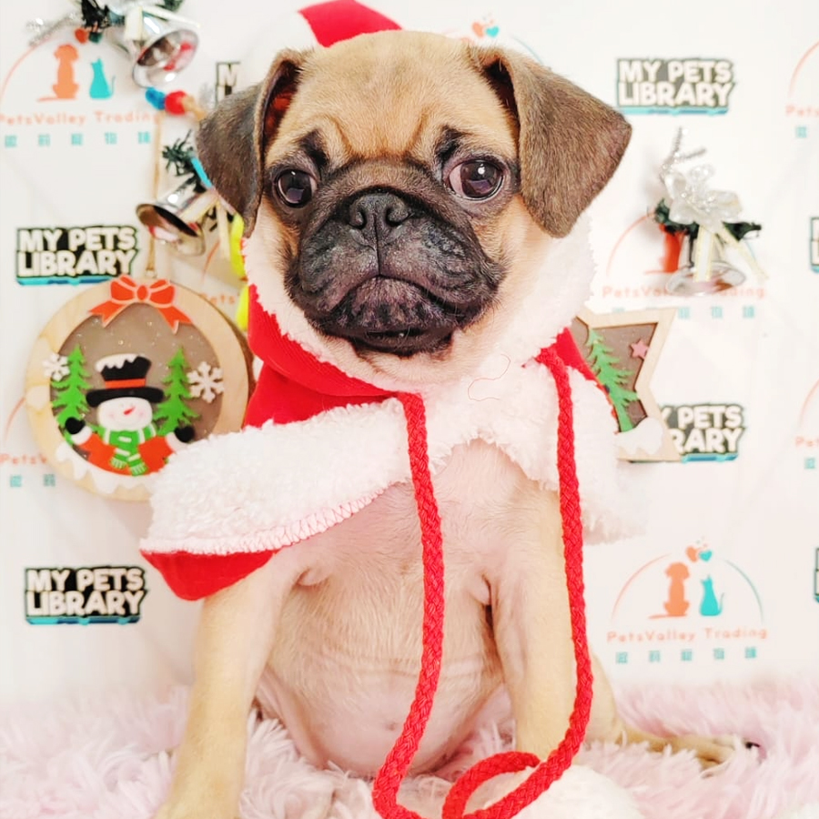 Pug Puppy (Female) For Sale