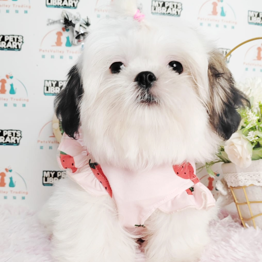 Shih Tzu Puppy (Female) For Sale