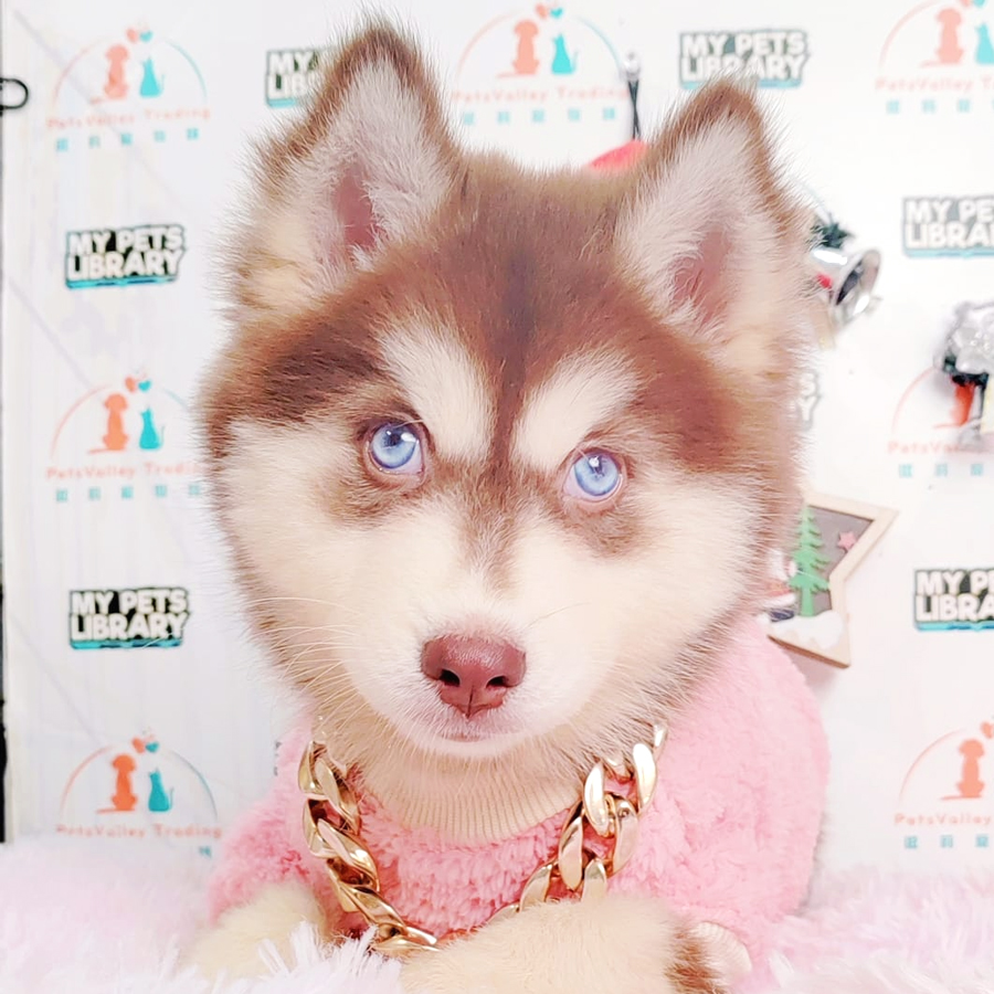 Wooly Husky Puppy (Female) For Sale