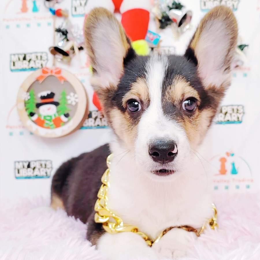 Welsh Corgi Puppy (Male) For Sale