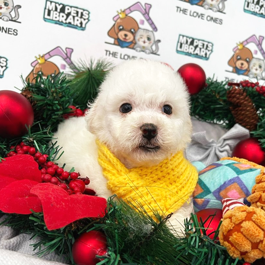 MKA Toy Poodle Puppy (Male) For Sale