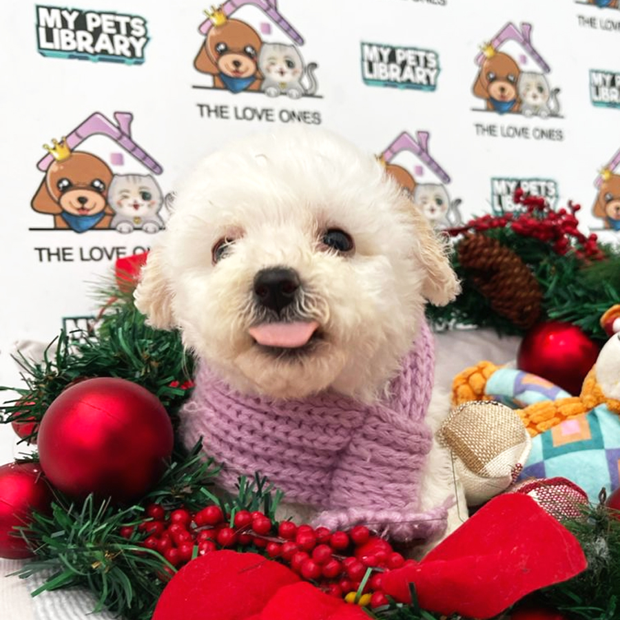 MKA Toy Poodle Puppy (Female) For Sale