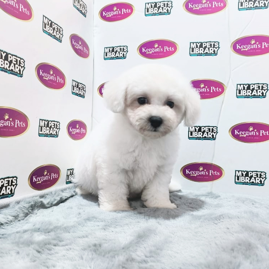 MKA Bichon Frise Puppy (Female) For Sale