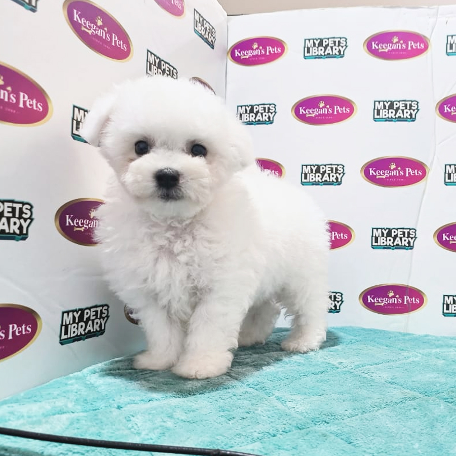 MKA Bichon Frise Puppy (Male) For Sale