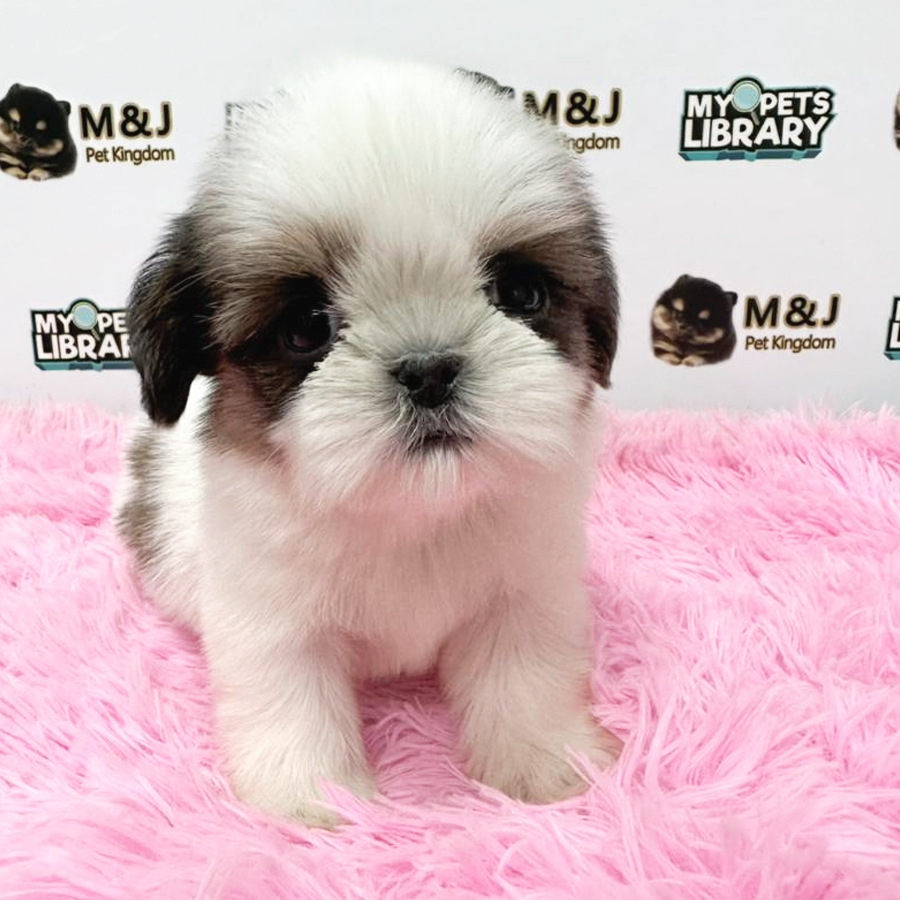 Shih Tzu Puppy (Female) For Sale