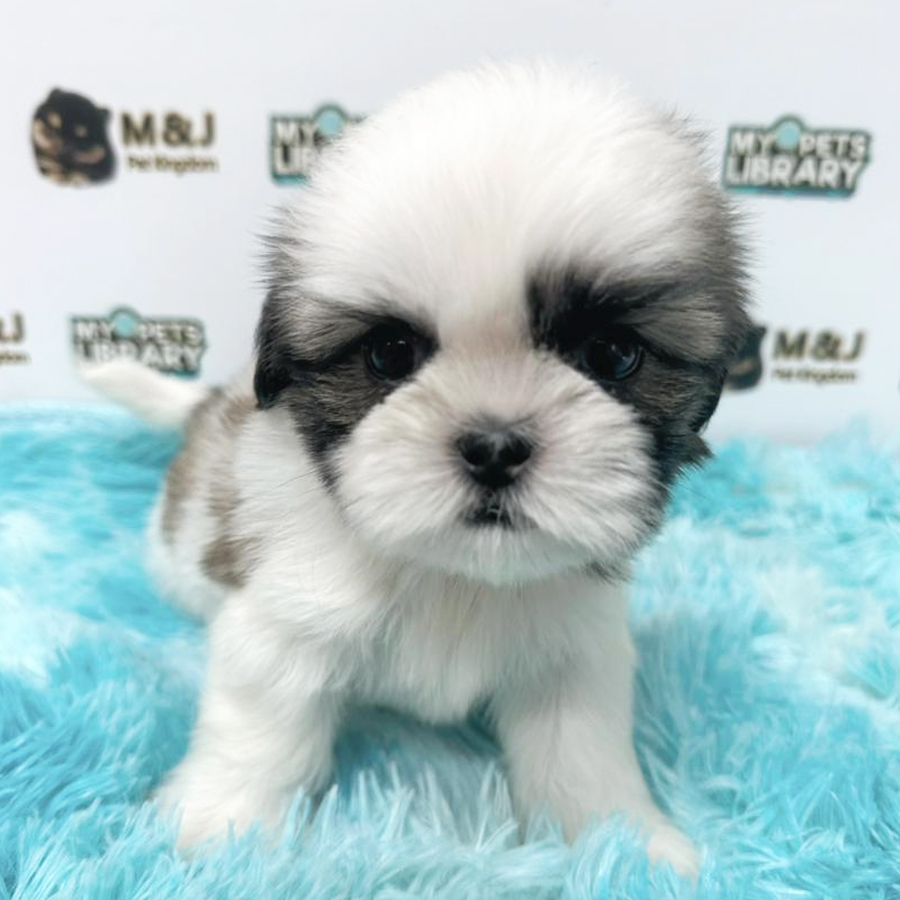 Shih Tzu Puppy (Male) For Sale