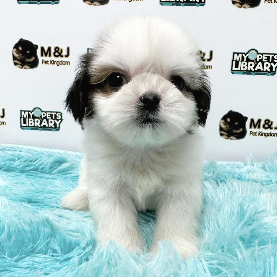 Shih Tzu Puppy (Male) For Sale
